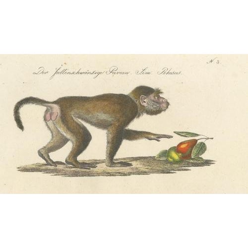 Karl Joseph Brodtmann, Mandrill & Baboon, 1816, Lithograph For Sale - Image 3 of 9