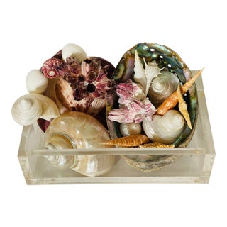 Gorgeous Assemblage Sea Shells on Lucite Tray For Sale