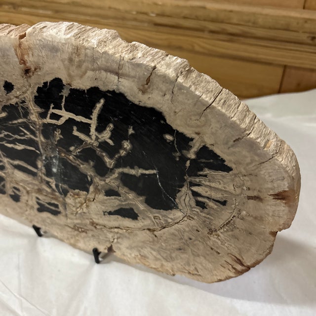 Wood Live Edge Petrified Wood H For Sale - Image 7 of 9