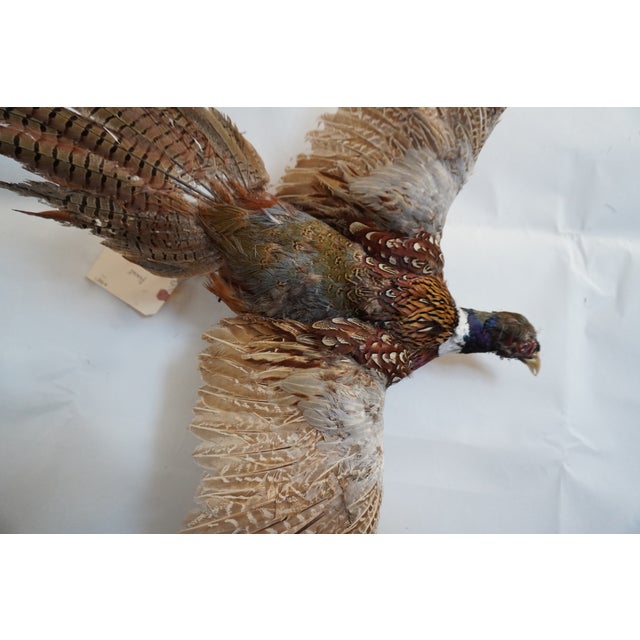 Cabin Taxidermy Pheasant in Mid Flight For Sale - Image 3 of 11