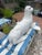 Wonderful large-scale vintage papier-mâché seal sculpture, believed to be Italian and dating to approximately the 1950s....