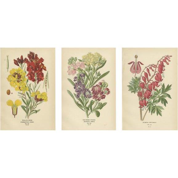 Edward Step, Victorian Botanical Triptych, 1896, Paper, Set of 3 For Sale