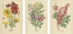 Edward Step, Victorian Botanical Triptych, 1896, Paper, Set of 3