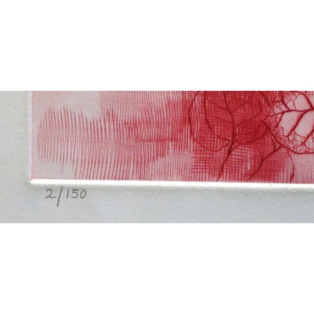 1980s g.h Rothe Bougainvillea 1981 Mezzotint Etching Hand Signed For Sale - Image 5 of 5