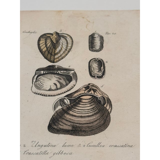 Late 19th Century Antique Italian Natural History Prints Conchiglie & Crostacei - Set of 3 For Sale - Image 5 of 9