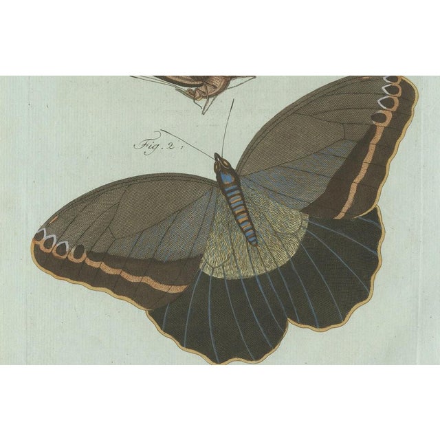 Paper Bertuch, Two Exotic Butterflies, C. 1800, Engraving For Sale - Image 7 of 9