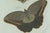 Paper Bertuch, Two Exotic Butterflies, C. 1800, Engraving For Sale - Image 7 of 9