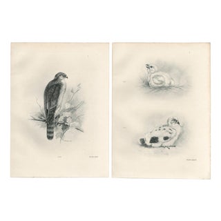 Lilian M. Medland, Adult Sparrowhawk and Chicks, 1908, Monochrome Ornithological Plates, Set of 2 For Sale