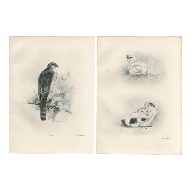 Lilian M. Medland, Adult Sparrowhawk and Chicks, 1908, Monochrome Ornithological Plates, Set of 2 For Sale