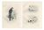 Lilian M. Medland, Adult Sparrowhawk and Chicks, 1908, Monochrome Ornithological Plates, Set of 2 For Sale