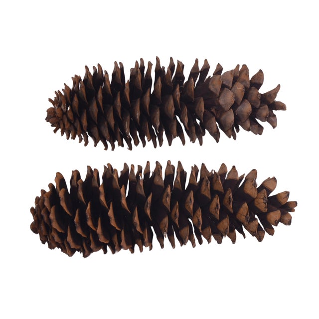 Farmhouse Huge 14" Natural Pine Cones For Sale - Image 3 of 6