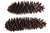 Farmhouse Huge 14" Natural Pine Cones For Sale - Image 3 of 6