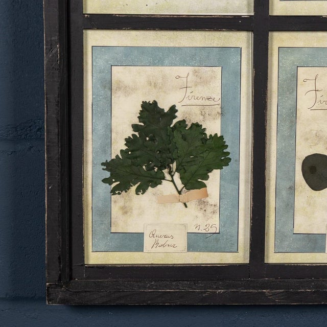 20th Century Italian Large Oak Frame with Pressed Flowers and Herbs, 1950s For Sale - Image 11 of 15