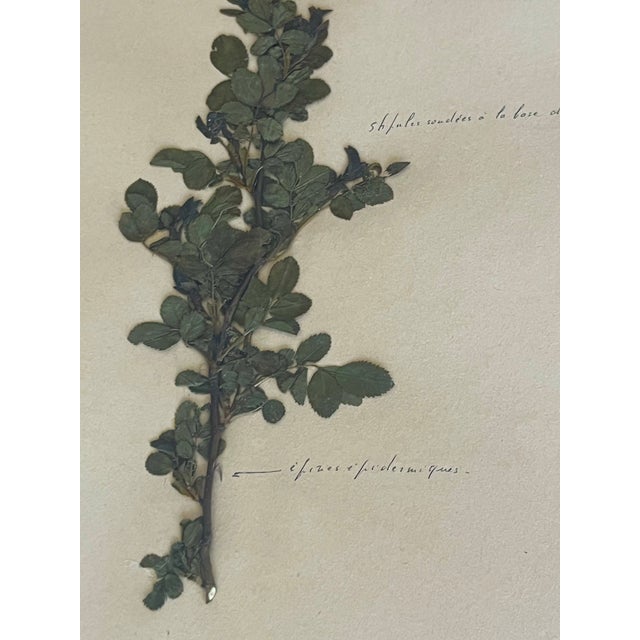 1965 French Herbarium Botanical Specimens – Set of 9 Custom Framed Pressed Botanicals For Sale - Image 13 of 17