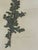 1965 French Herbarium Botanical Specimens – Set of 9 Custom Framed Pressed Botanicals For Sale - Image 13 of 17
