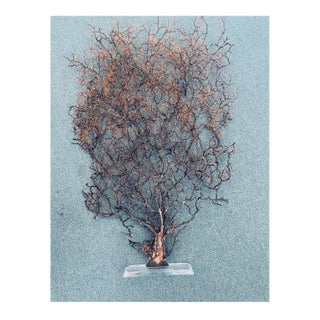 1950s Rare 4 Ft Sea Fan on Stand Coastal Decor For Sale