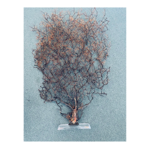 1950s Rare 4 Ft Sea Fan on Stand Coastal Decor