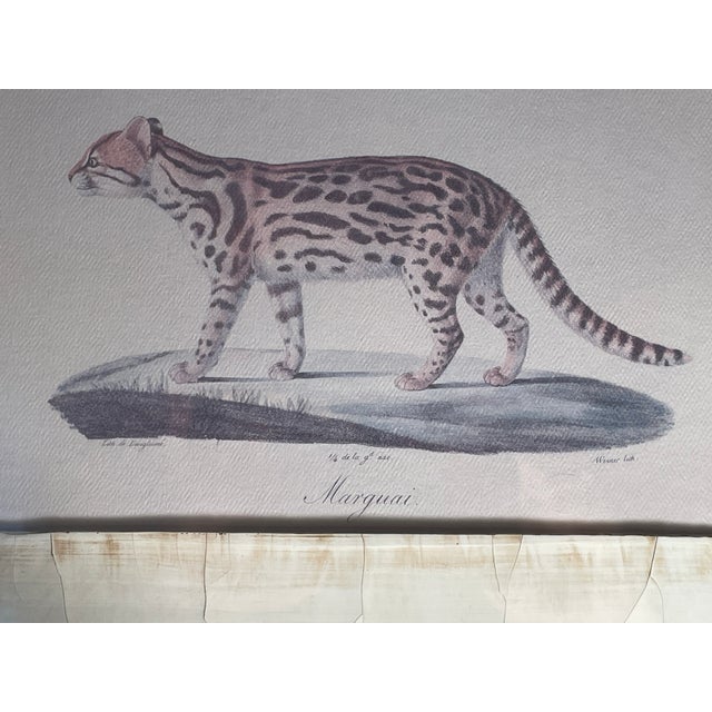 John-Richard Framed Nature Prints of a Lioness & Margay Pair Faux Tortoiseshell Wood 16x12.5 For Sale - Image 12 of 18