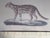 John-Richard Framed Nature Prints of a Lioness & Margay Pair Faux Tortoiseshell Wood 16x12.5 For Sale - Image 12 of 18