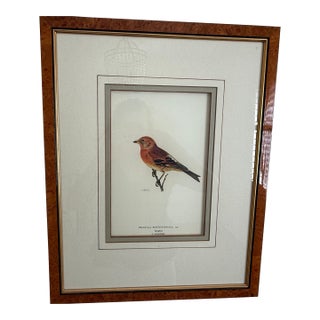 Ethan Allen Antique Bird Print: Fringilla For Sale