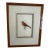 Ethan Allen Antique Bird Print: Fringilla For Sale
