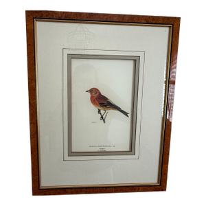 Ethan Allen Antique Bird Print: Fringilla