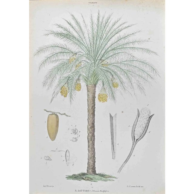 Vincenzo Tenore, Date, Lithograph, 1870s For Sale