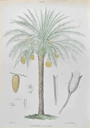 Vincenzo Tenore, Date, Lithograph, 1870s