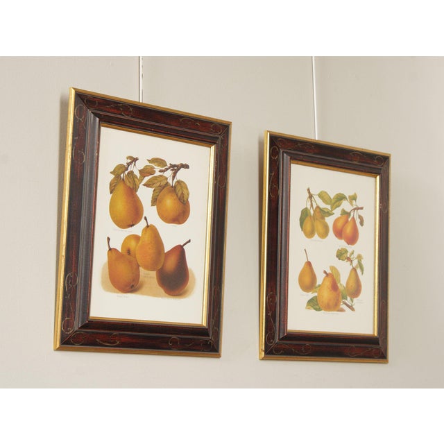 Farmhouse Chelsea House Decorative Pair of Pear Prints For Sale - Image 3 of 12