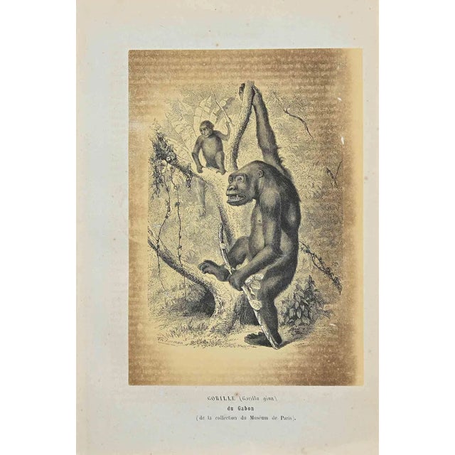 Paul Gervais, Gorilla, Original Lithograph, 1854 For Sale