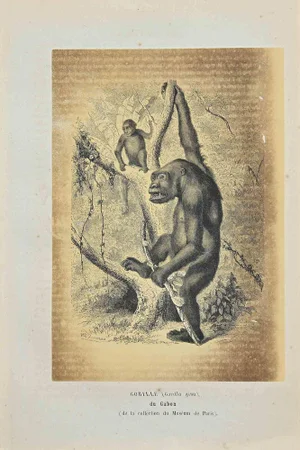 Paul Gervais, Gorilla, Original Lithograph, 1854