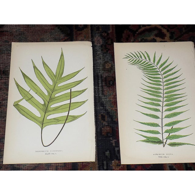 Realism Antique 19th Century Botanical Fern Wood Engravings - Set of 12 For Sale - Image 3 of 9