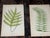 Realism Antique 19th Century Botanical Fern Wood Engravings - Set of 12 For Sale - Image 3 of 9