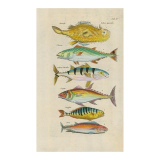 Antique Natural History Hand-Colored Engraving – Exotic Fish, Tab. III-1750's For Sale
