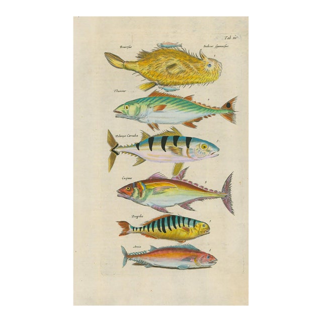 Antique Natural History Hand-Colored Engraving – Exotic Fish, Tab. III-1750's For Sale