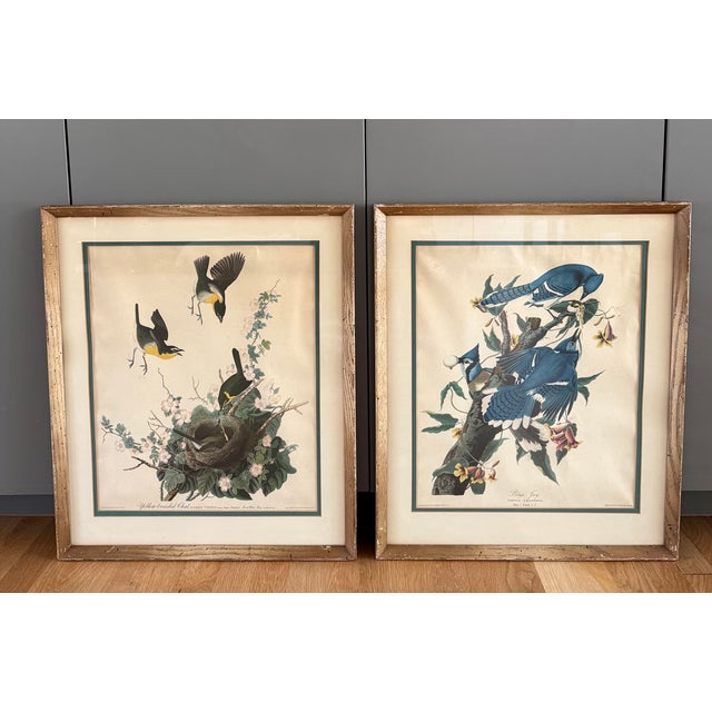 Pair of vintage mid century lithograph reproductions of birds from John James Audubon's Birds of America series, including...