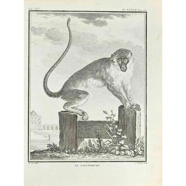 Le Callitriche is an etching realized by Jean Charles Baquoy in 1771. The artwork Belongs to the suite "Natural, general...