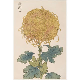 Gold Mum by Hasegawa, Vintage Japanese Botanical Art Print, 40" X 60" For Sale