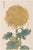 Gold Mum by Hasegawa, Vintage Japanese Botanical Art Print, 40" X 60" For Sale