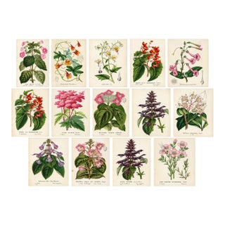 14 Van Houtte Botanicals! Hand Color c.1853 Set B For Sale