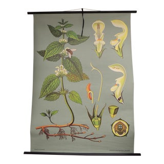 Vintage Botanical Print "White Deadnettle" by Hagemann, Germany, 1975 For Sale