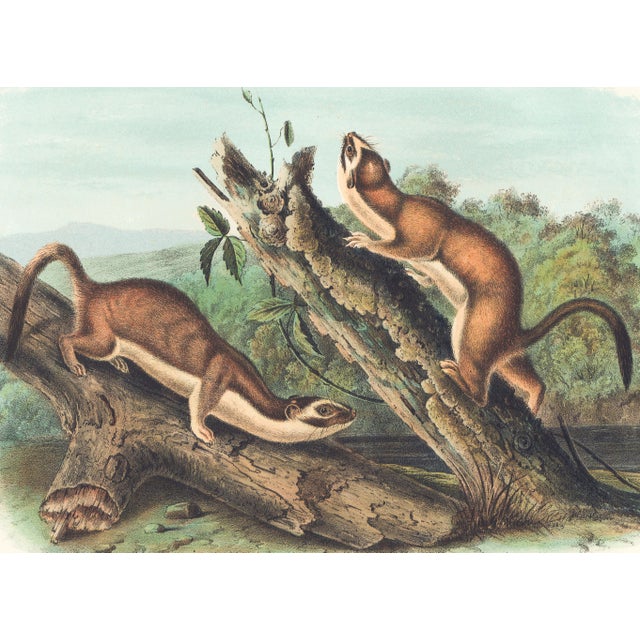 Original first edition Audubon stone lithograph from "The Viviparous Quadrupeds of North America", octavo edition, printed...