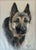 Vintage Pastel Portrait of a German Shepherd Dog For Sale - Image 4 of 7
