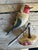 A folk art bird from Austria — hand carved wood. Measures 5.5" x 4.75" x 2". A charming folk-art carving for a shelf,...