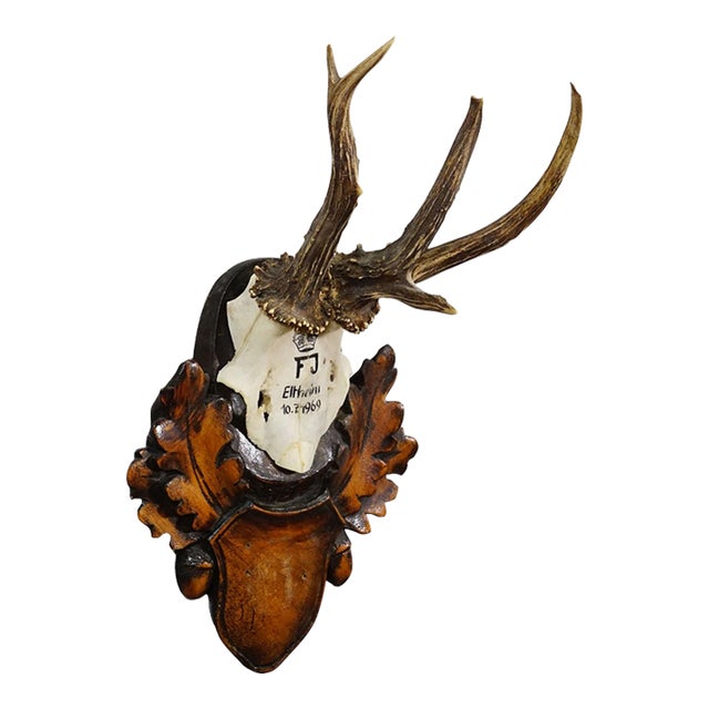 Red Deer Trophy by Franz Joseph, Prince of Thurn and Taxis, 1969 For Sale