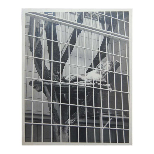 Photography Mid 20th Century Black and White Photograph of a Large Cat Lounging in a Zoo Enclosure For Sale - Image 7 of 7