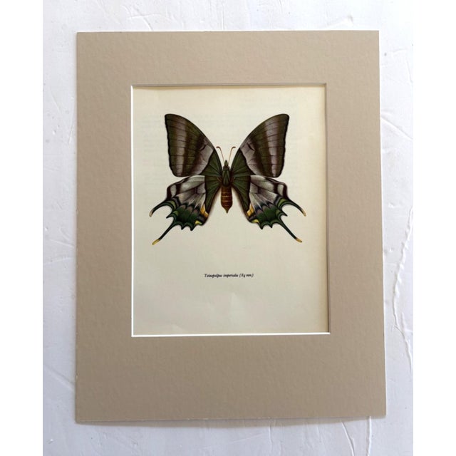 Realism Vintage 1965 Butterfly Print in 11x14 Mat: Teinopalpus Imperialis/Kaiser-I-Hind For Sale - Image 3 of 3