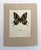 Realism Vintage 1965 Butterfly Print in 11x14 Mat: Teinopalpus Imperialis/Kaiser-I-Hind For Sale - Image 3 of 3