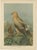Birds of Prey, Eagles & Falcons, 1890s, Chromolithographs, Set of 10 For Sale - Image 11 of 13