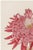 A refined example of late 19th-century Japanese botanical illustration, this vintage art print reproduction features Pink...
